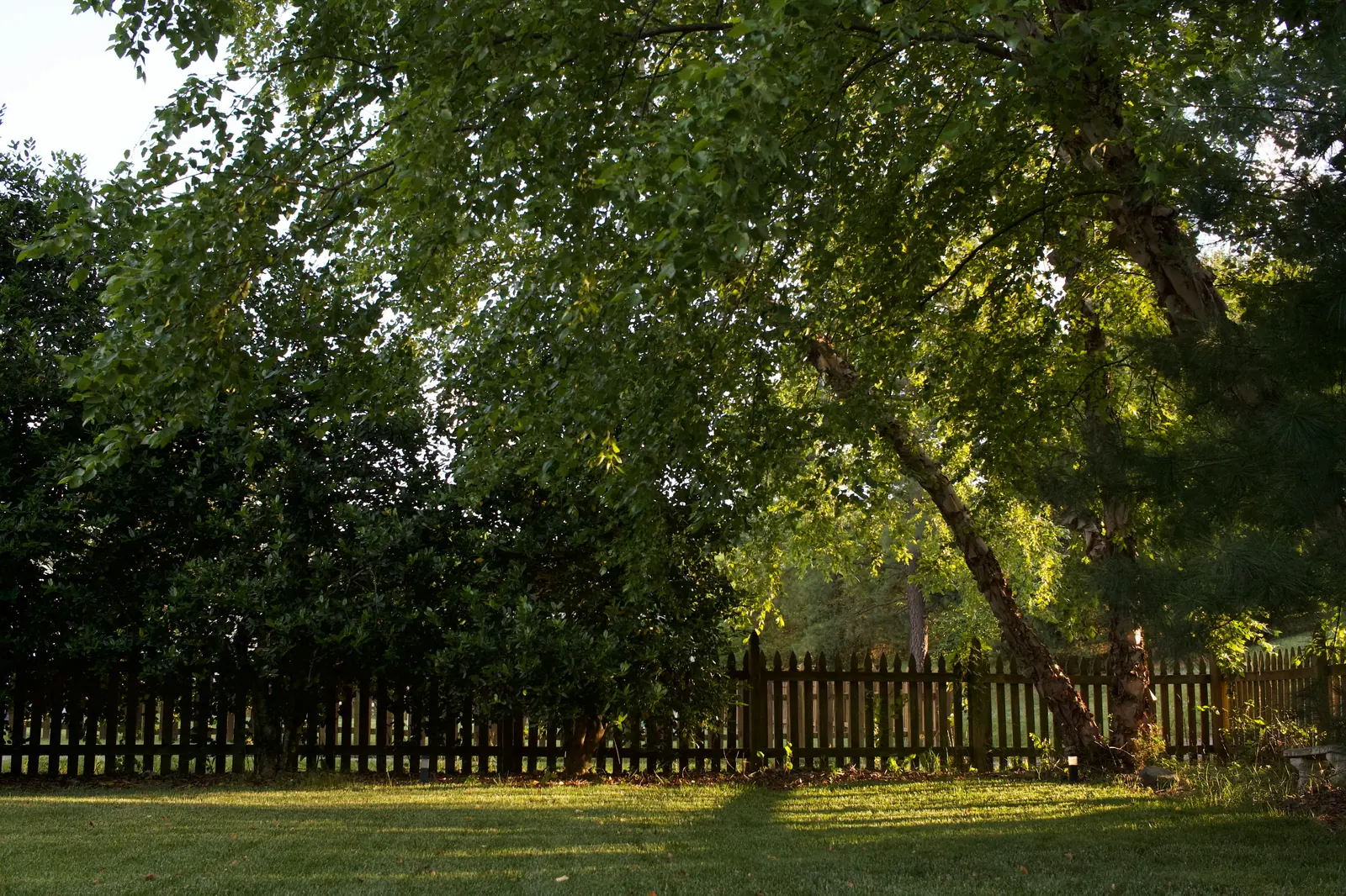 Mature trees growing directly over a wooden backyard fence line between two properties
