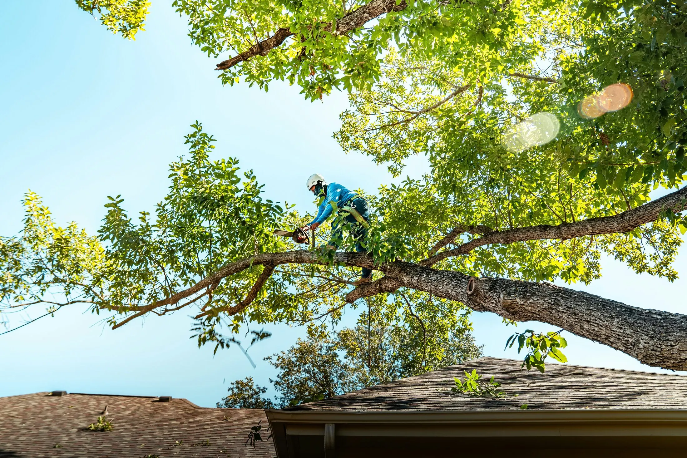 Arborist performing canopy trimming work high in a tree